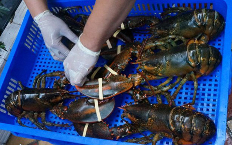 mua tôm hùm Alaska ở TPHCM